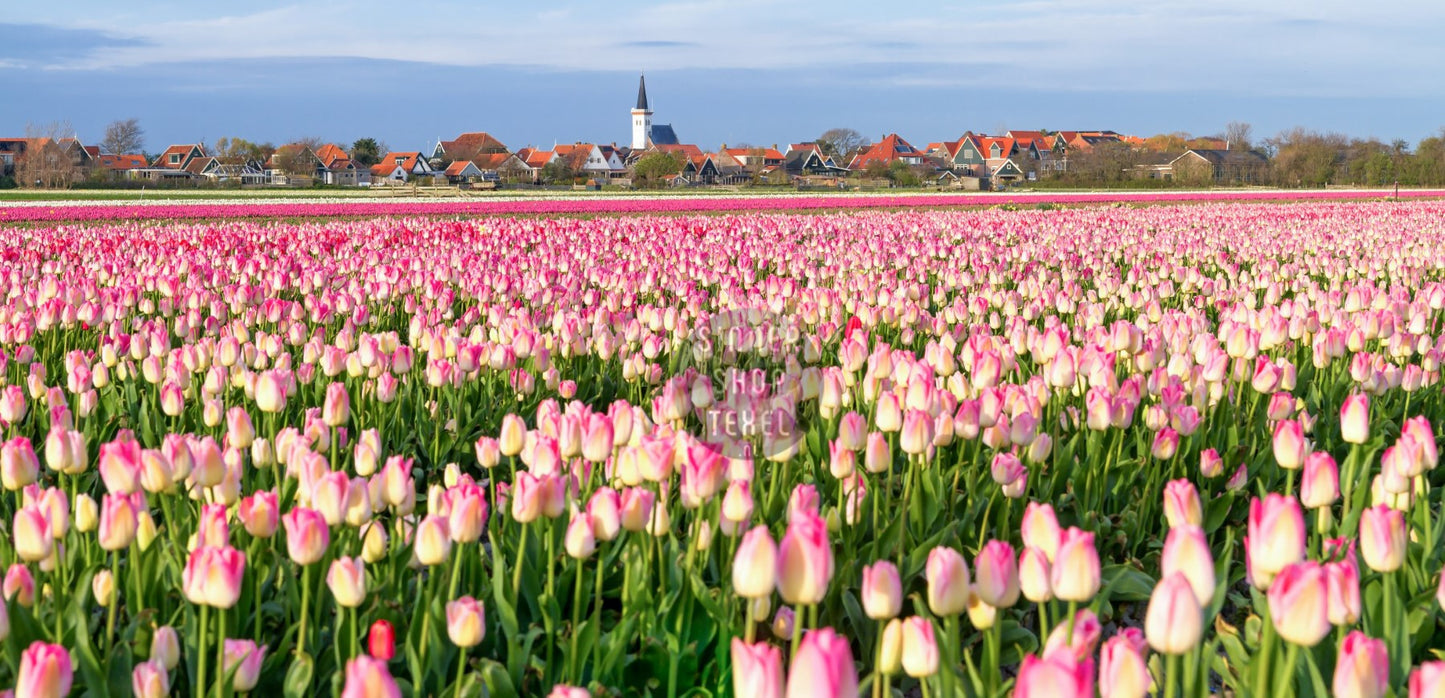 Tuinposter kerk van Den Hoorn en tulpen, 120x60cm
