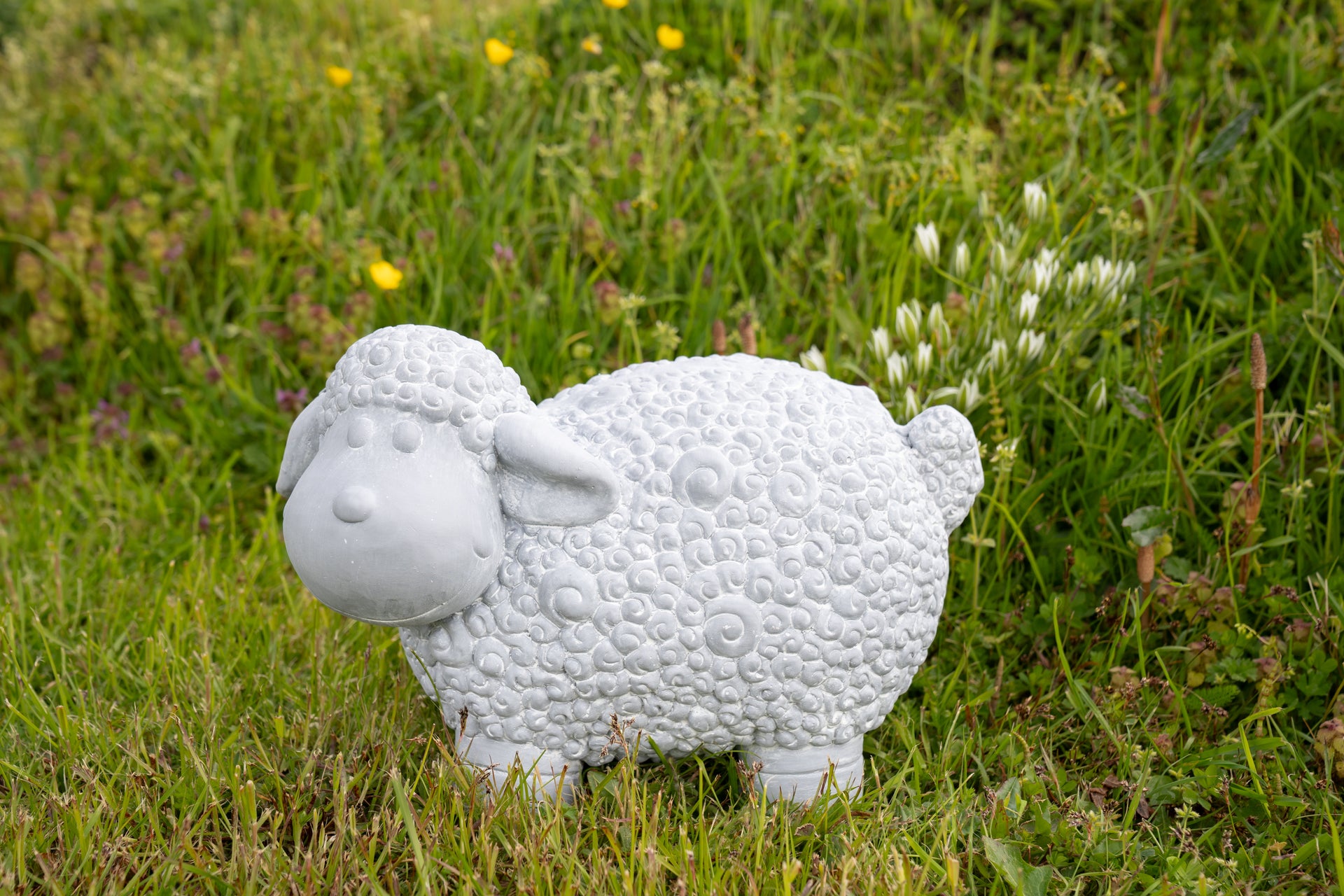 Schapen