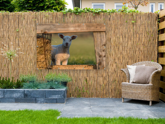 Gartenposter Texel Lämmchen in Ihrem Garten