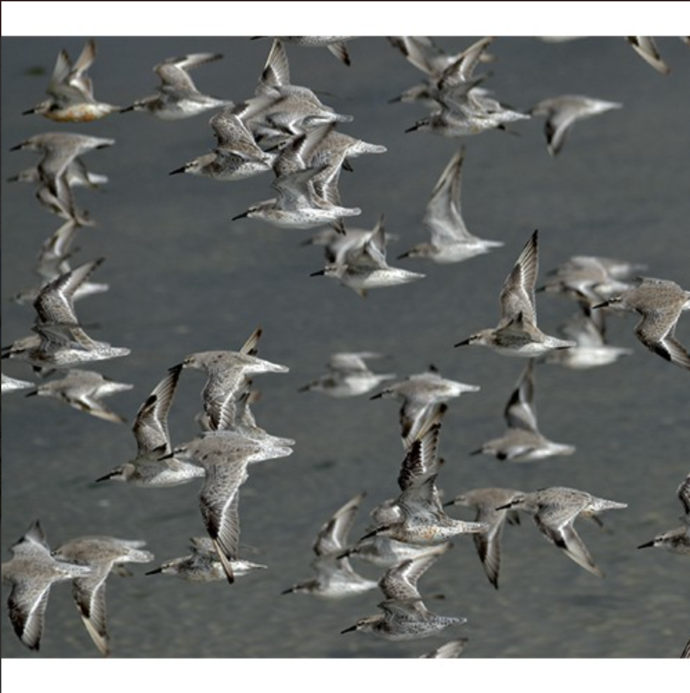 Verhalen over Texelse vogelgebieden