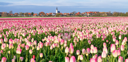 Gartenposter Kirche von Den Hoorn und Tulpen, 120x60cm