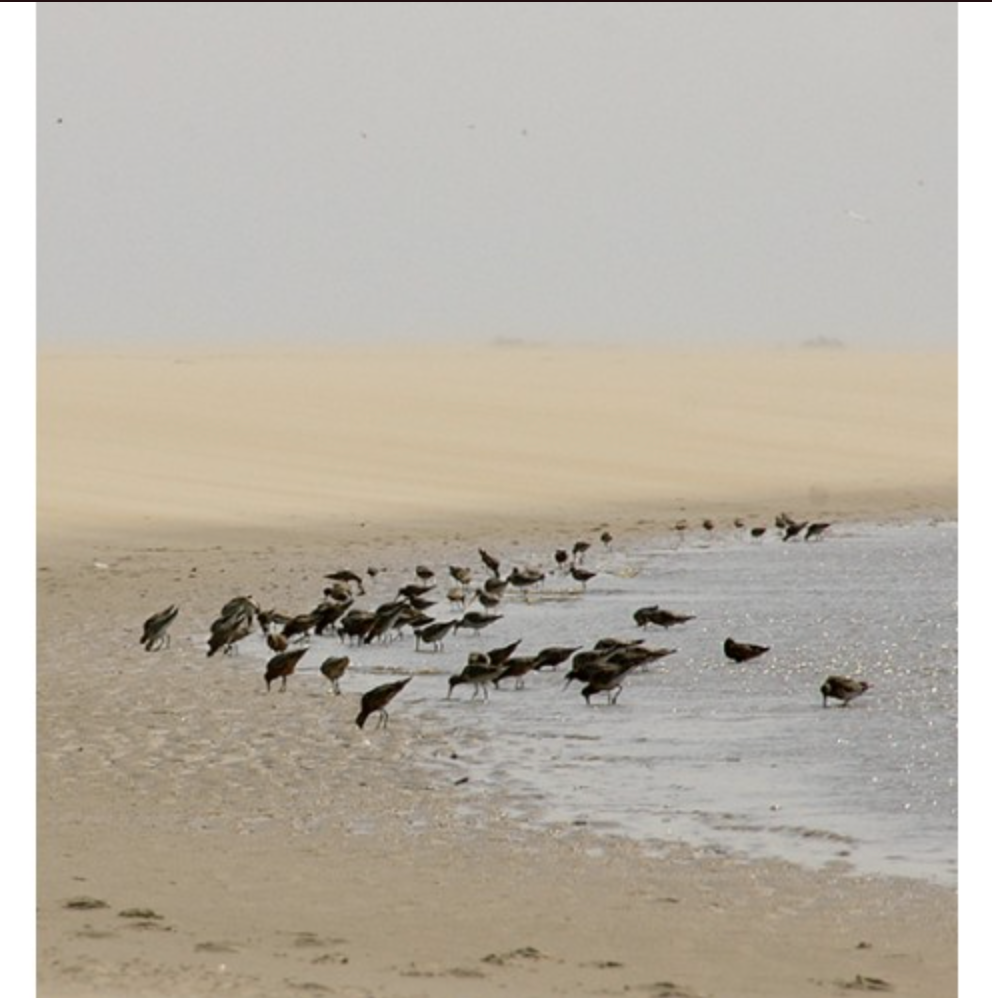 Verhalen over Texelse vogelgebieden